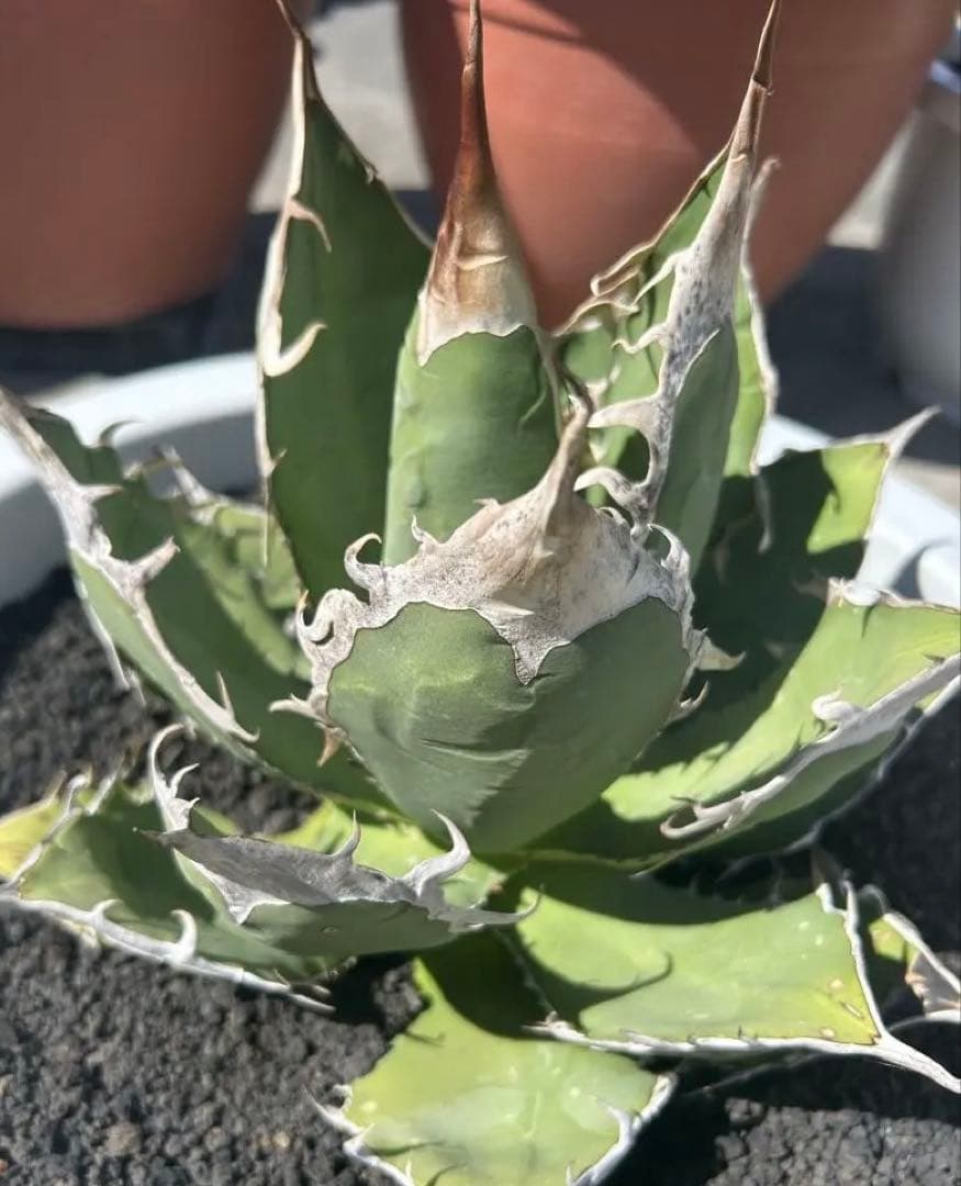 オアハカ　オテロイ　oaxaca oteroi 大株 超鋸歯