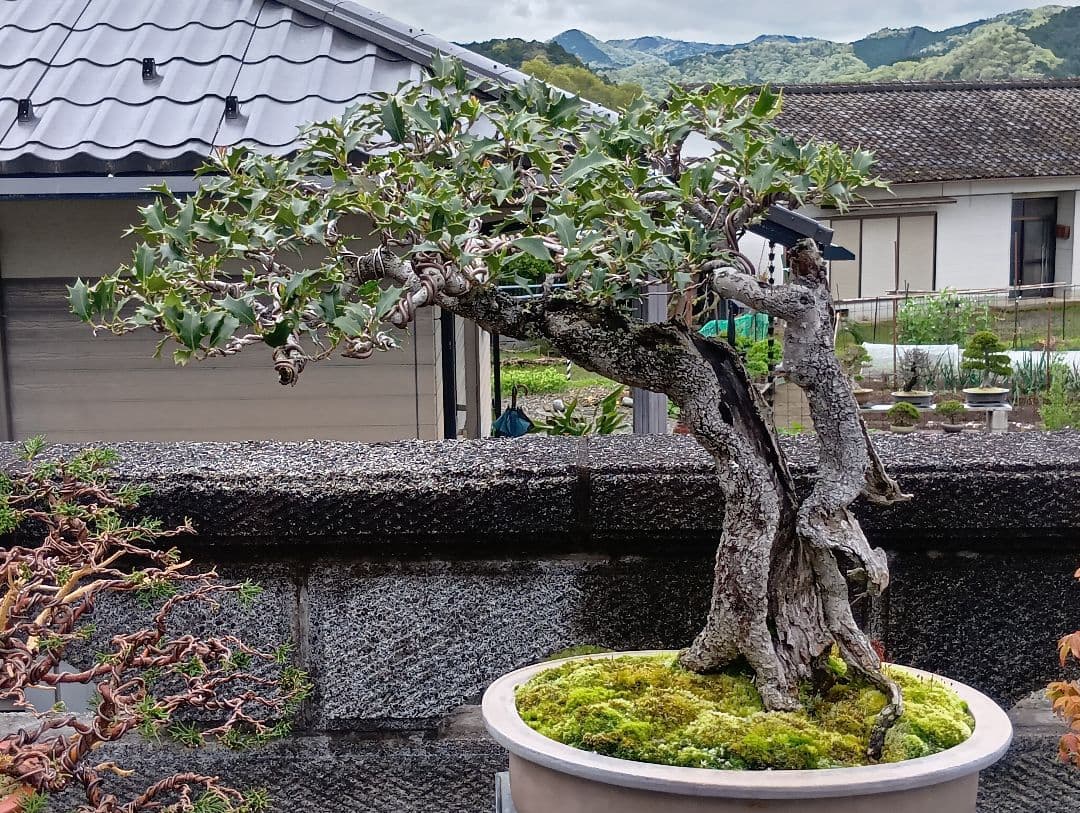 ‼️相木千栞‼️山取り枯木ヒイラギ