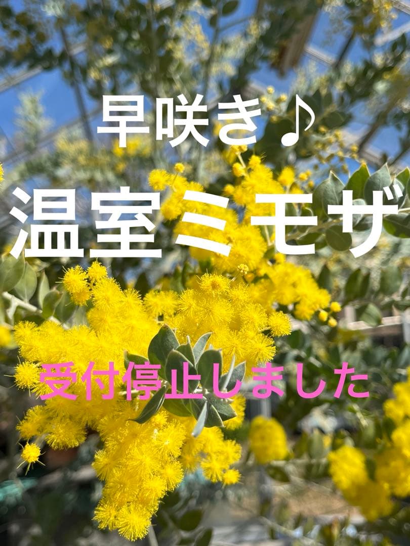 早咲きパールアカシア ミモザ 真珠葉 フレッシュ 80サイズ 保水あり