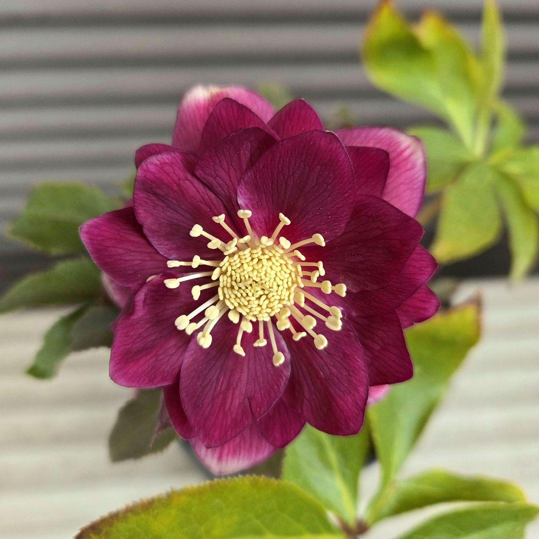 クリスマスローズ 広瀬園芸【レッド オーレア】開花株　認定