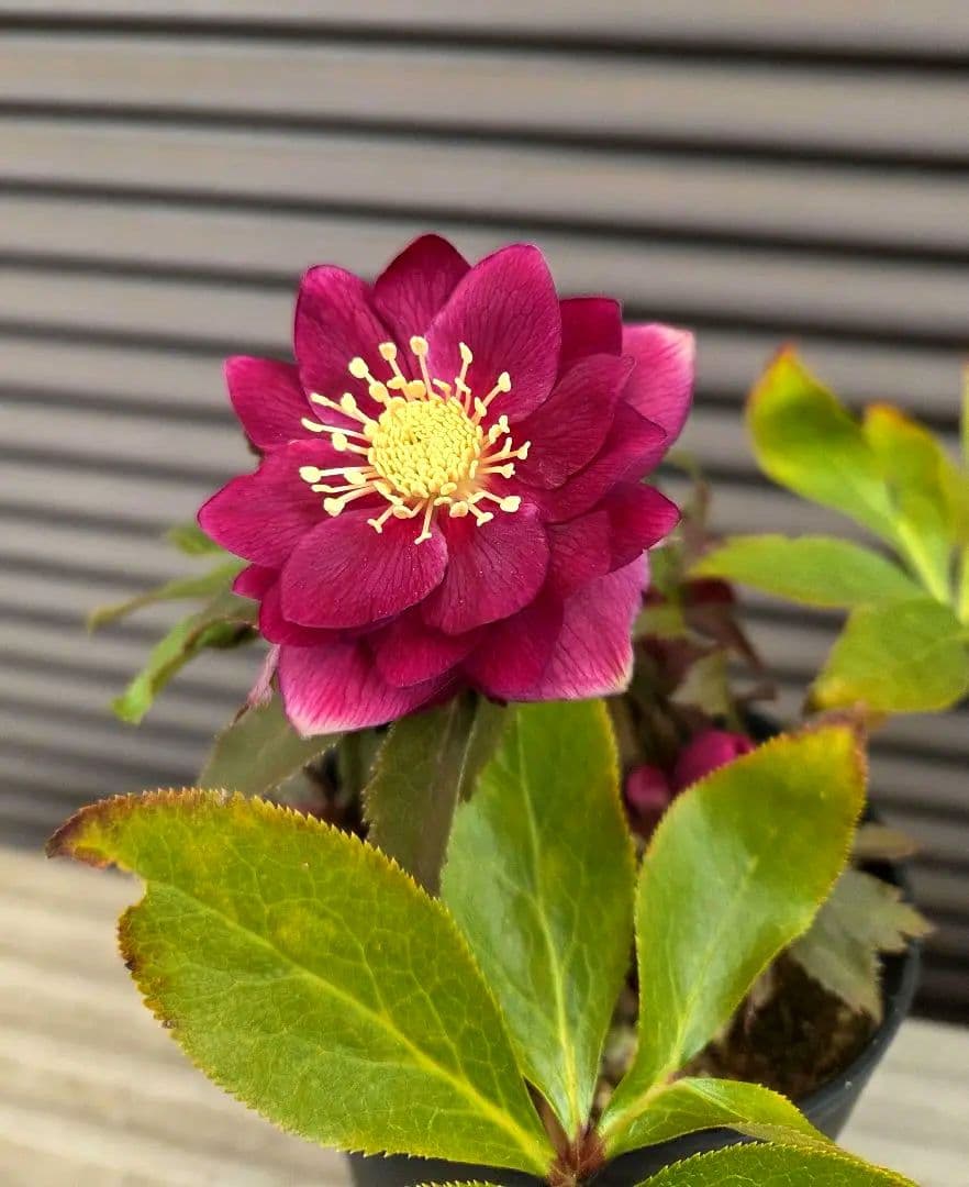 クリスマスローズ 広瀬園芸【レッド オーレア】開花株　認定