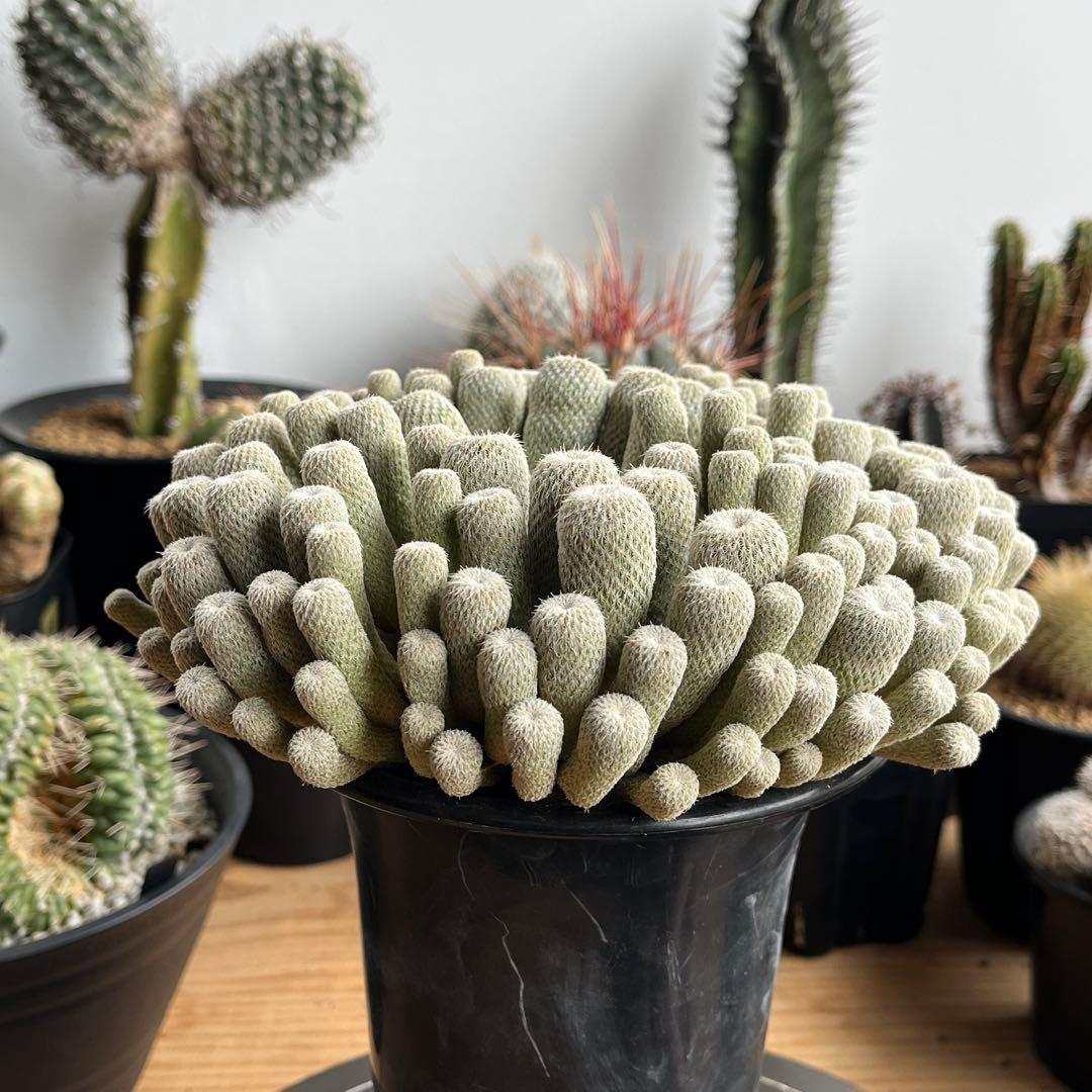 エピテランサ・かぐや姫(抜き苗)