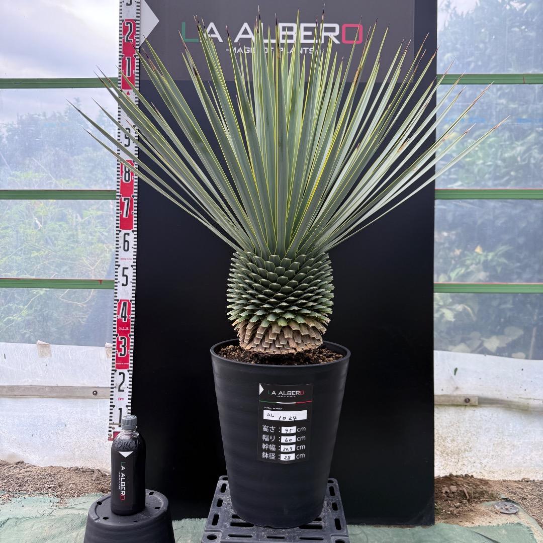 【AL1024】ユッカ　ロストラータ