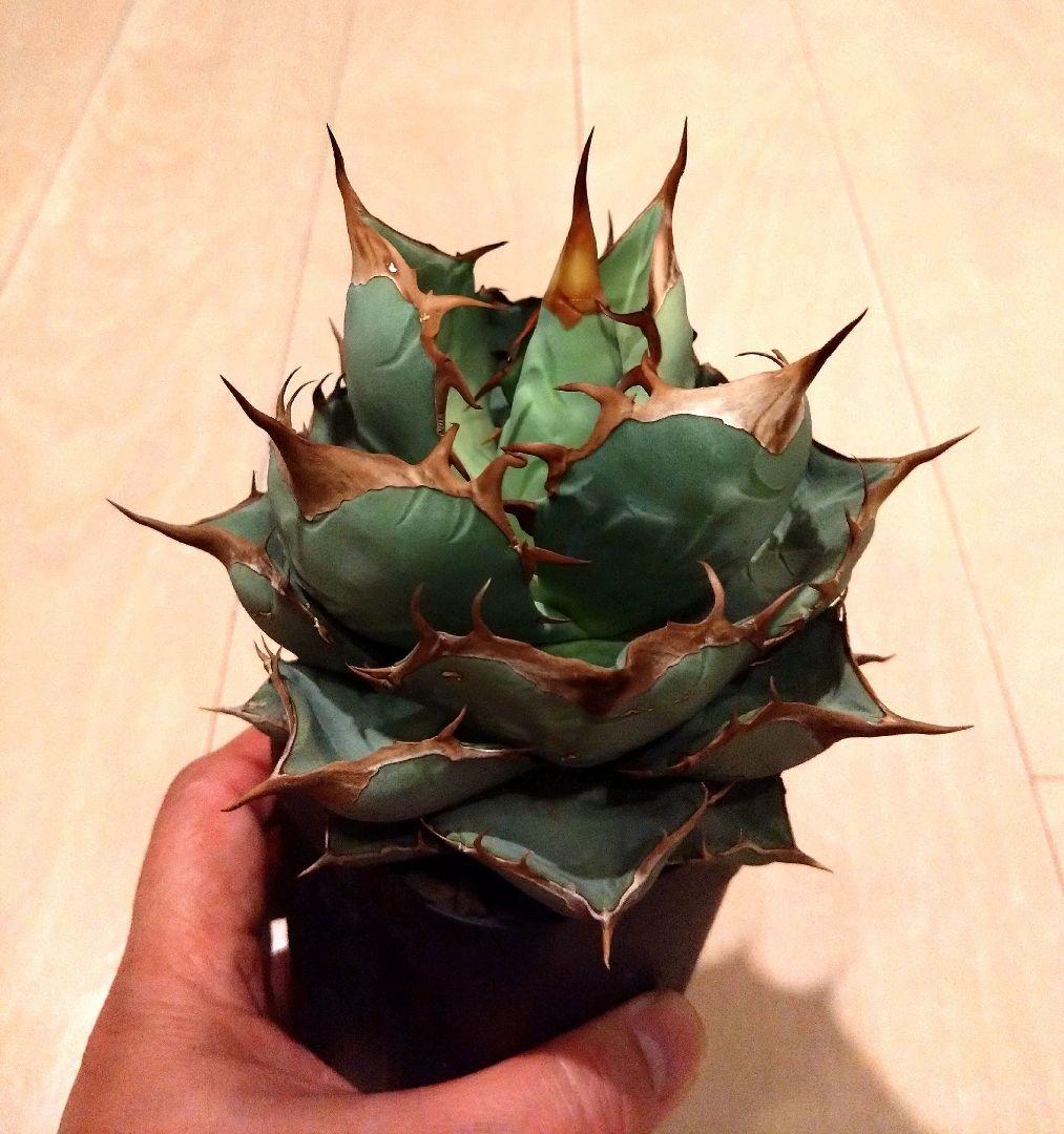 アガベ　オテロイ　実生選抜株　ボール型　チタノタ　BOM　完成形アガベ　大株