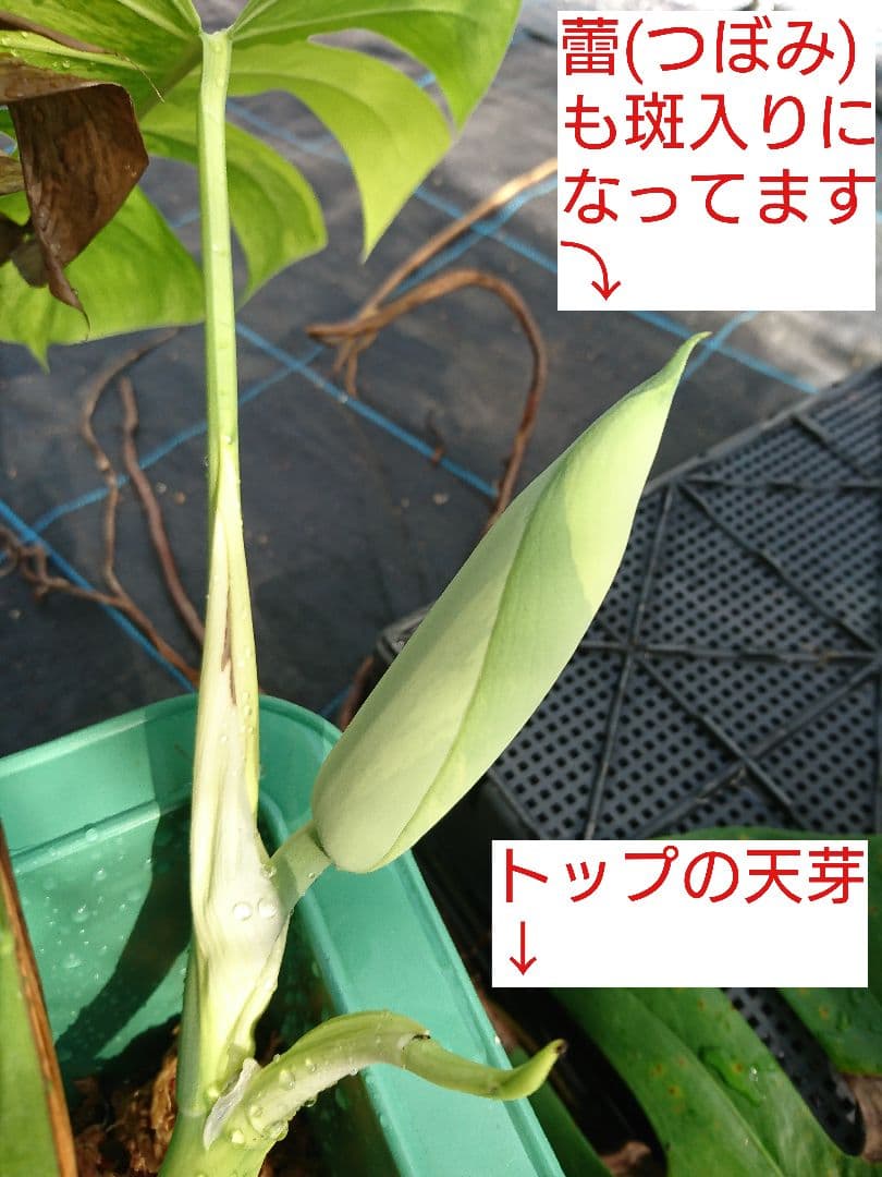 希少 果実 極上 黄斑 実 美しい 斑入り 極美 モンステラ 極斑 オーレア