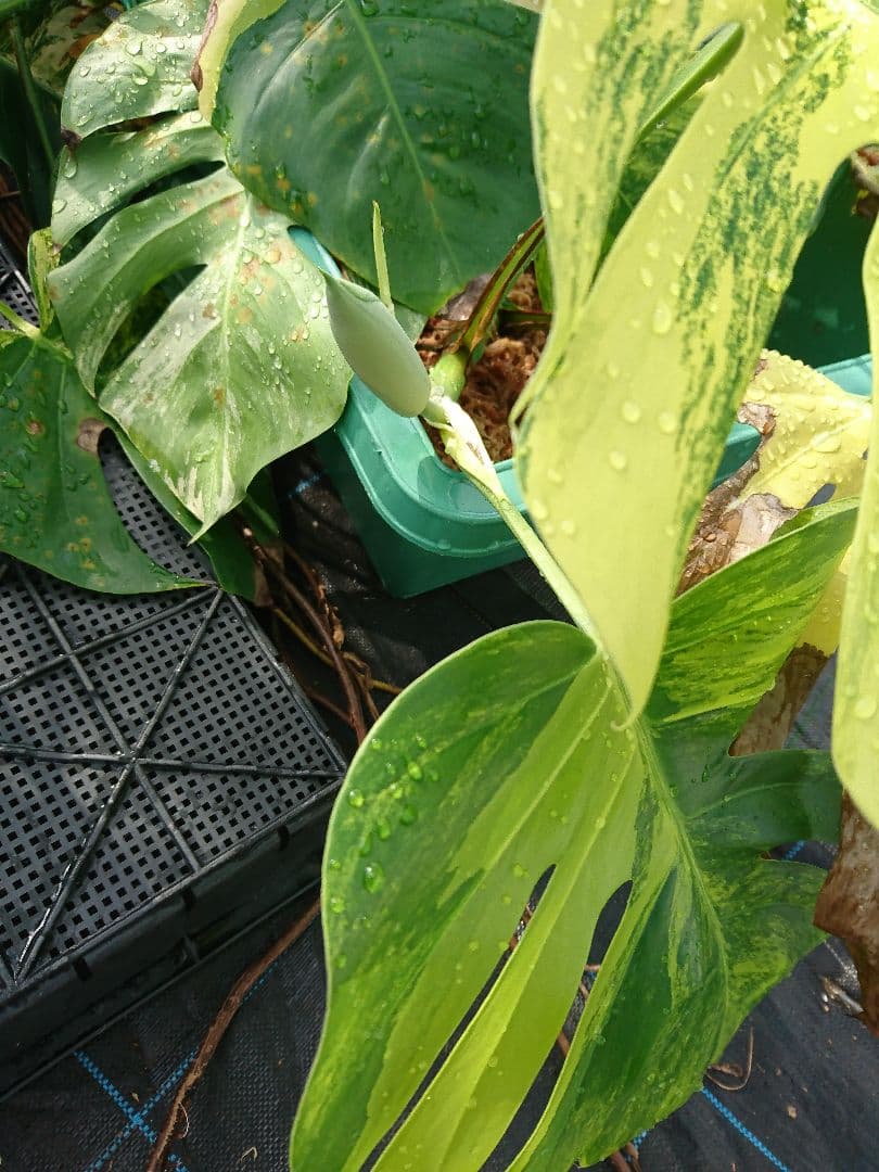 希少 果実 極上 黄斑 実 美しい 斑入り 極美 モンステラ 極斑 オーレア