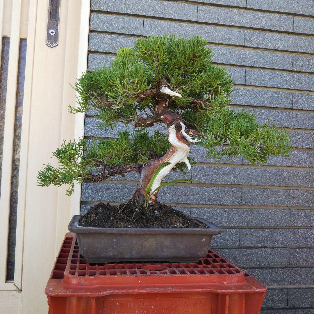 鉢ごと発送⭕️ 盆栽 真柏盆栽 BONSAI インテリア 中品 送料無料