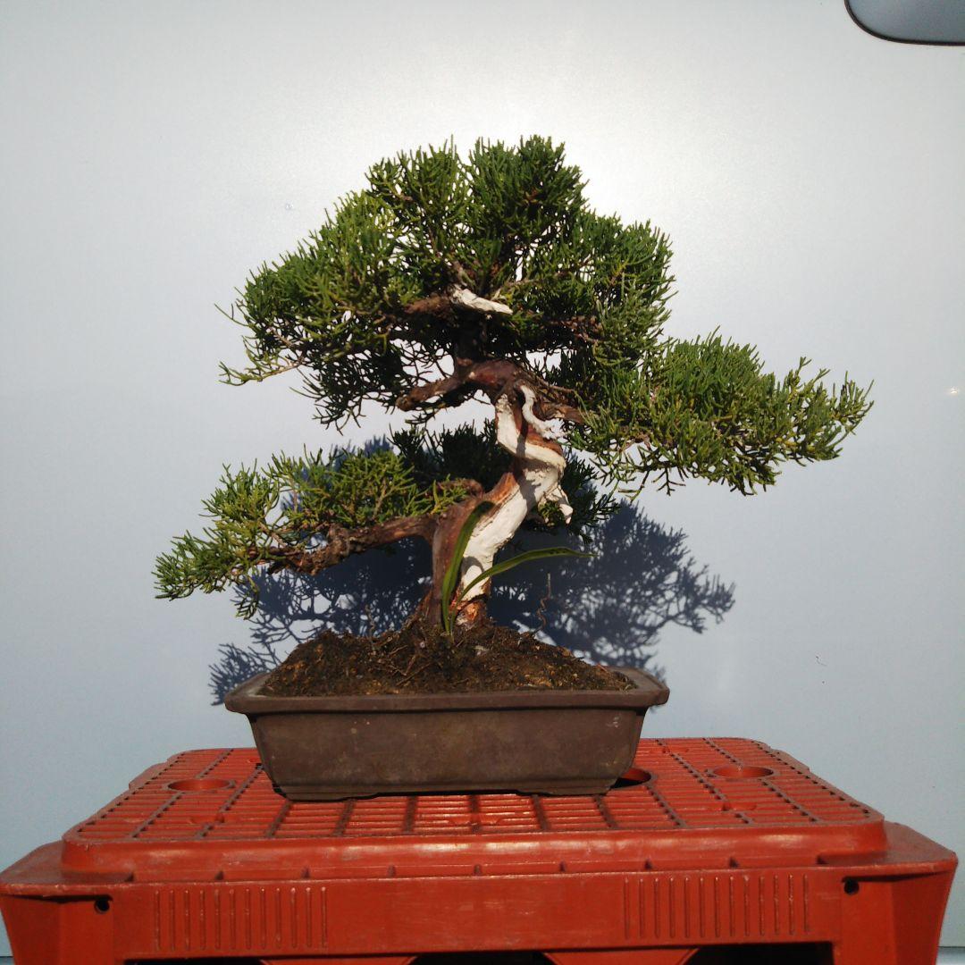 鉢ごと発送⭕️ 盆栽 真柏盆栽 BONSAI インテリア 中品 送料無料