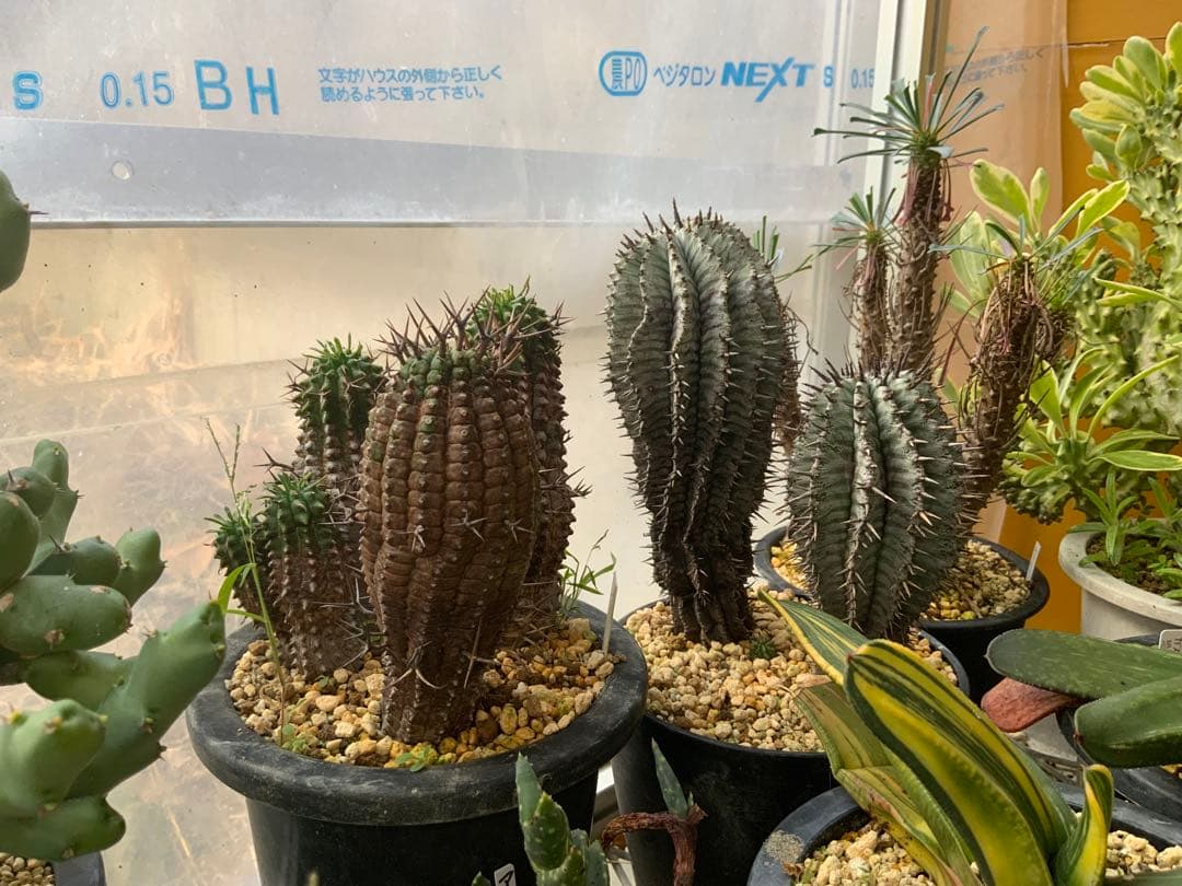 ユーフォルビア まとめ売り (サボテン・多肉植物) 1/2