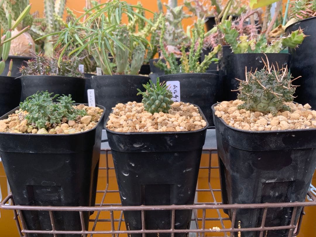 ユーフォルビア まとめ売り (サボテン・多肉植物) 1/2