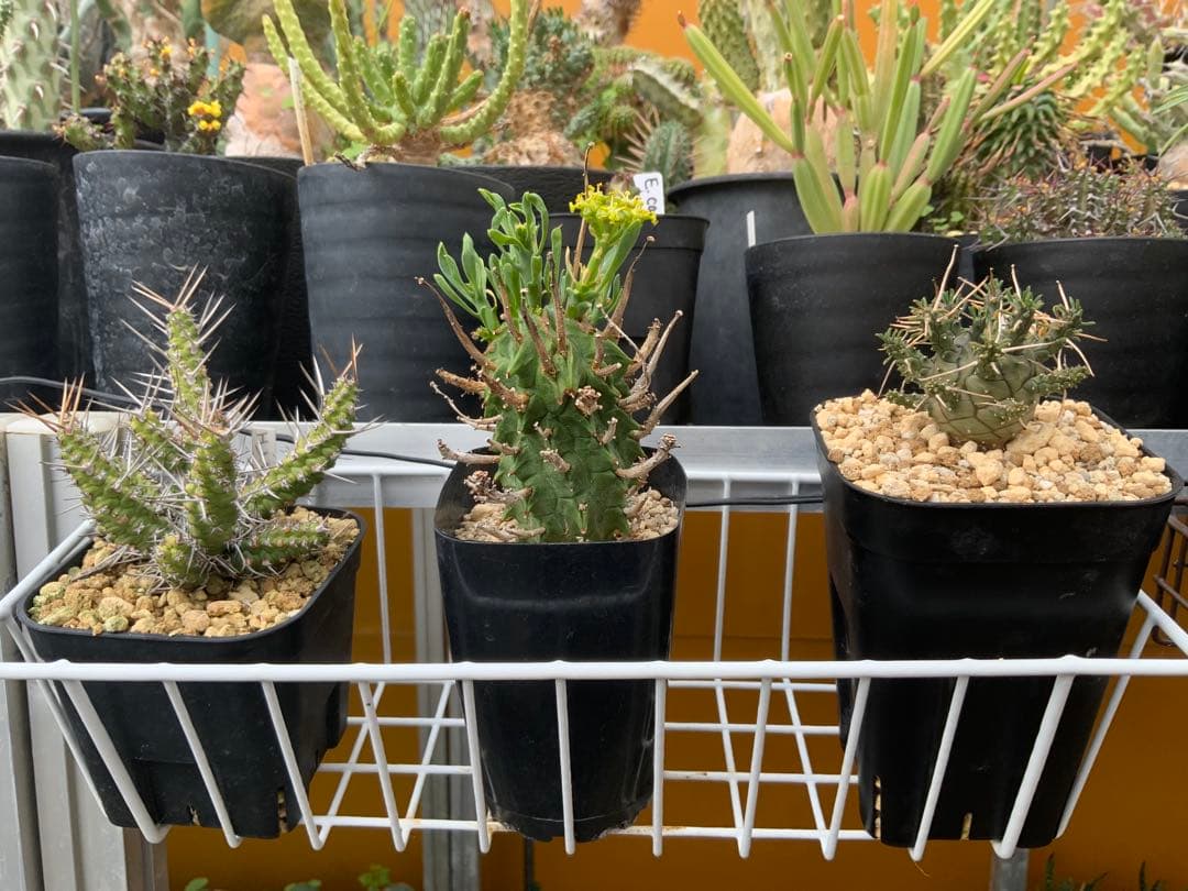 ユーフォルビア まとめ売り (サボテン・多肉植物) 1/2