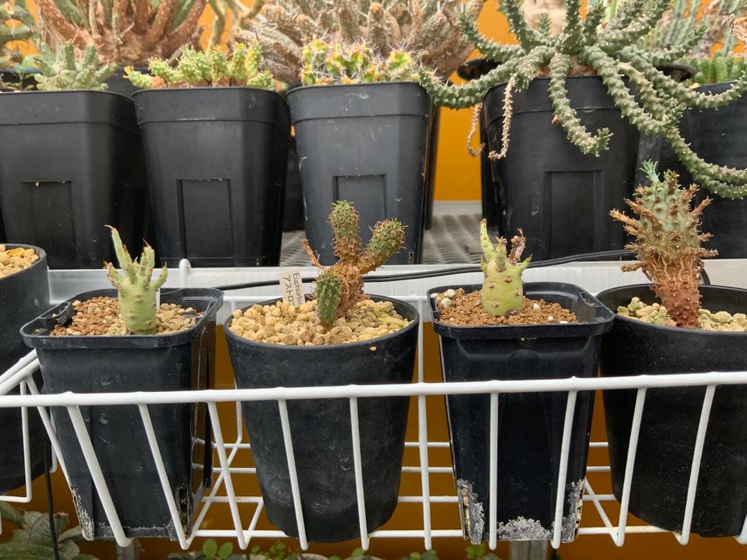 ユーフォルビア まとめ売り (サボテン・多肉植物) 1/2