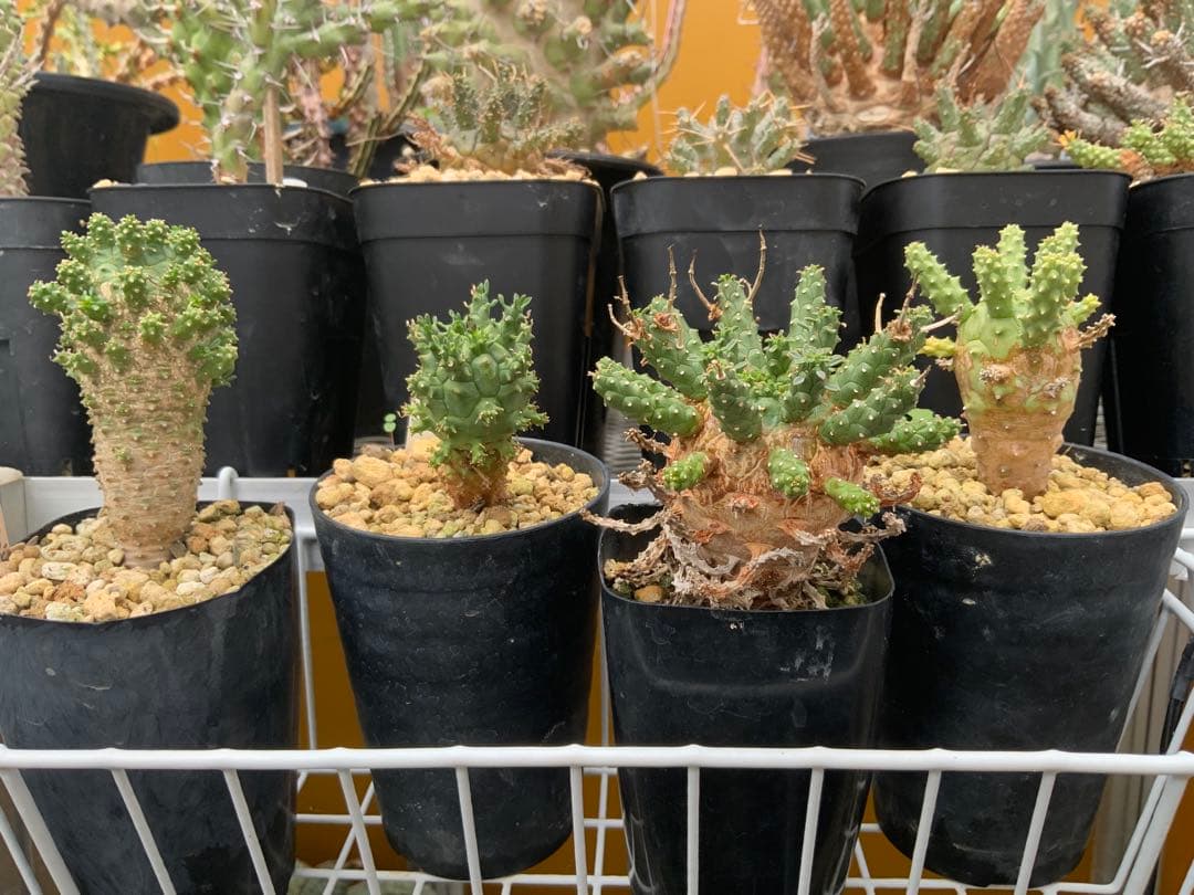 ユーフォルビア まとめ売り (サボテン・多肉植物) 1/2