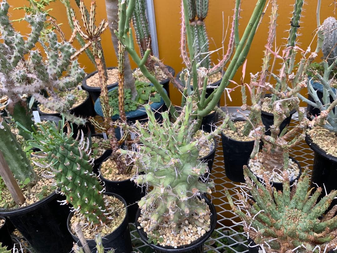 ユーフォルビア まとめ売り (サボテン・多肉植物) 1/2