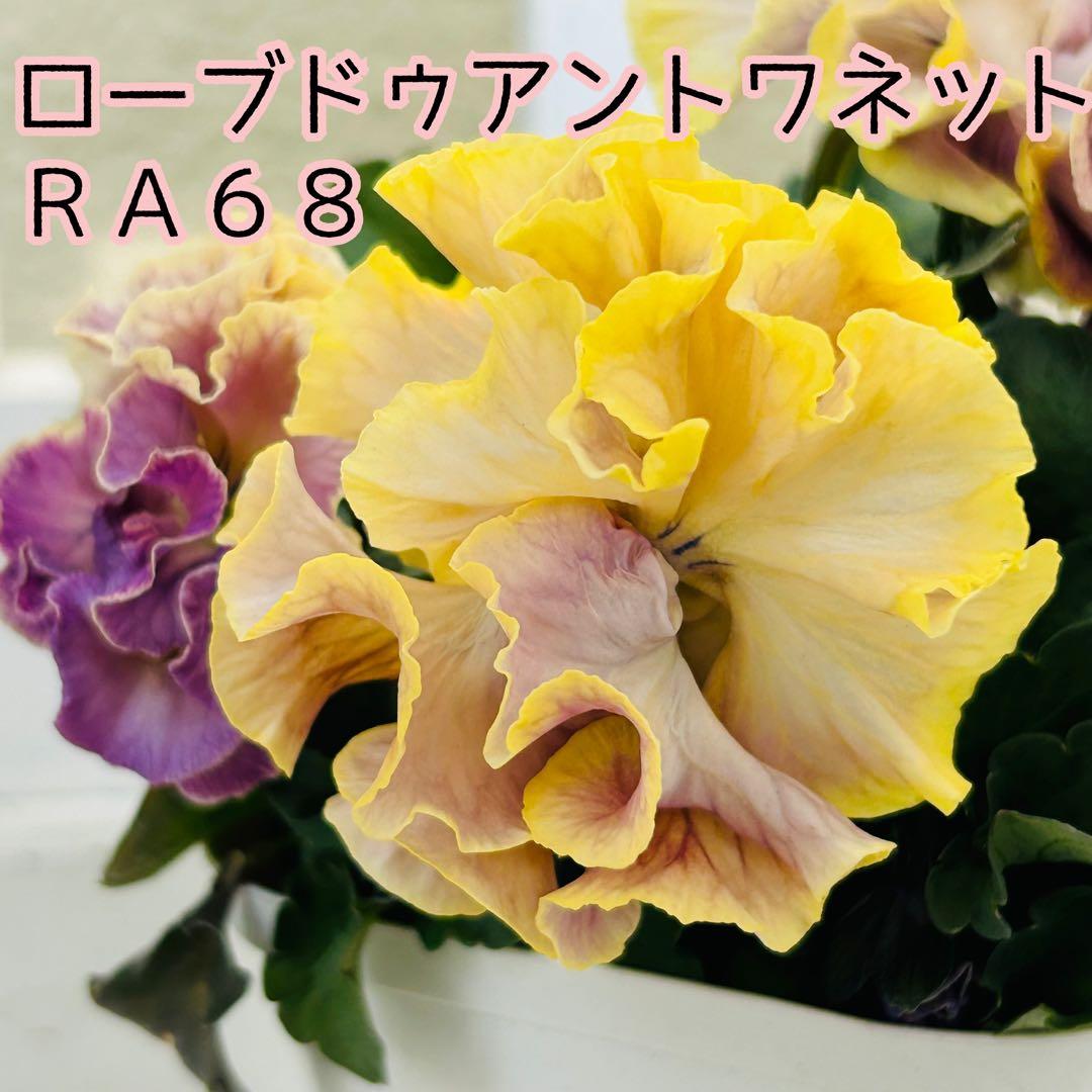 Mie さま　✼••セール中••✼ＲＡ６８♥サトウ園芸　ローブドゥアントワネット