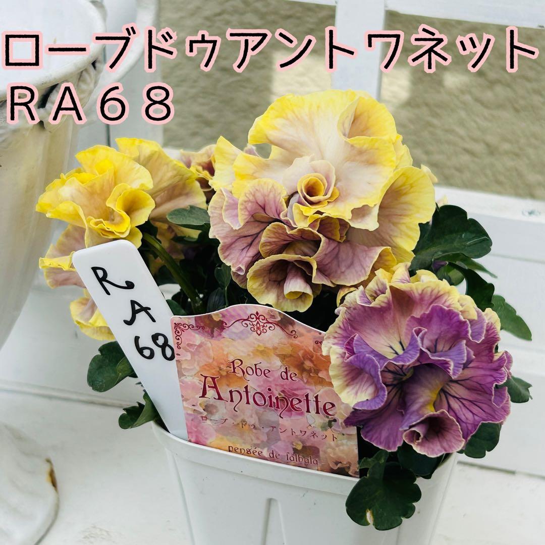 Mie さま　✼••セール中••✼ＲＡ６８♥サトウ園芸　ローブドゥアントワネット
