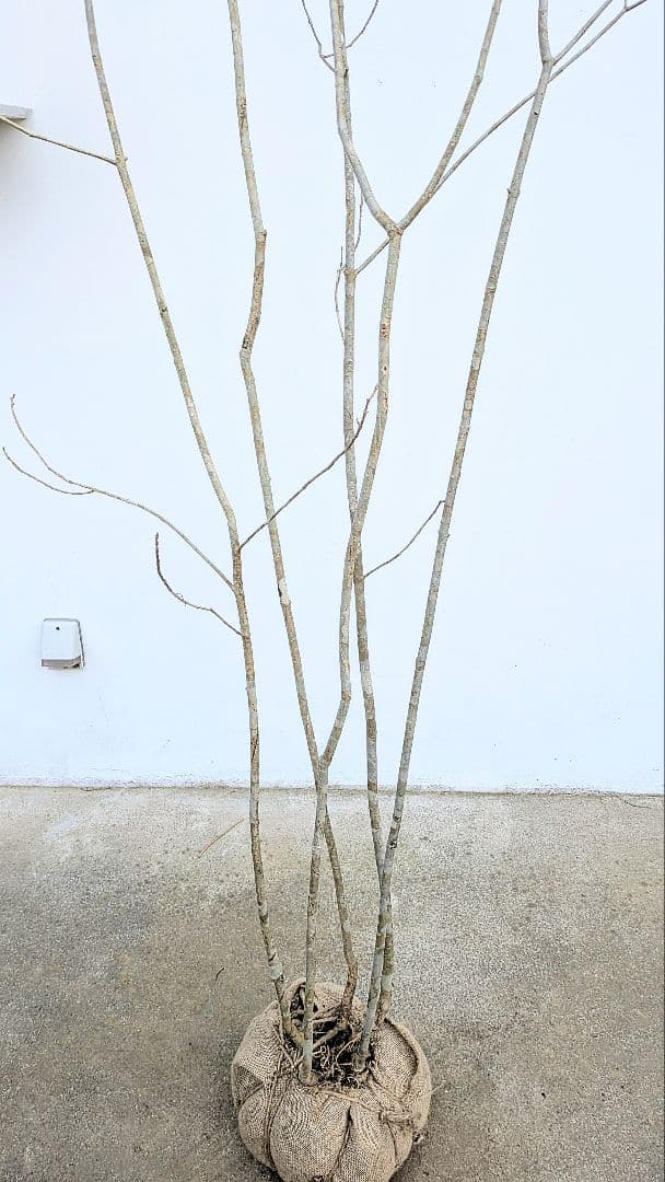 抜群。山採りアオダモ株。