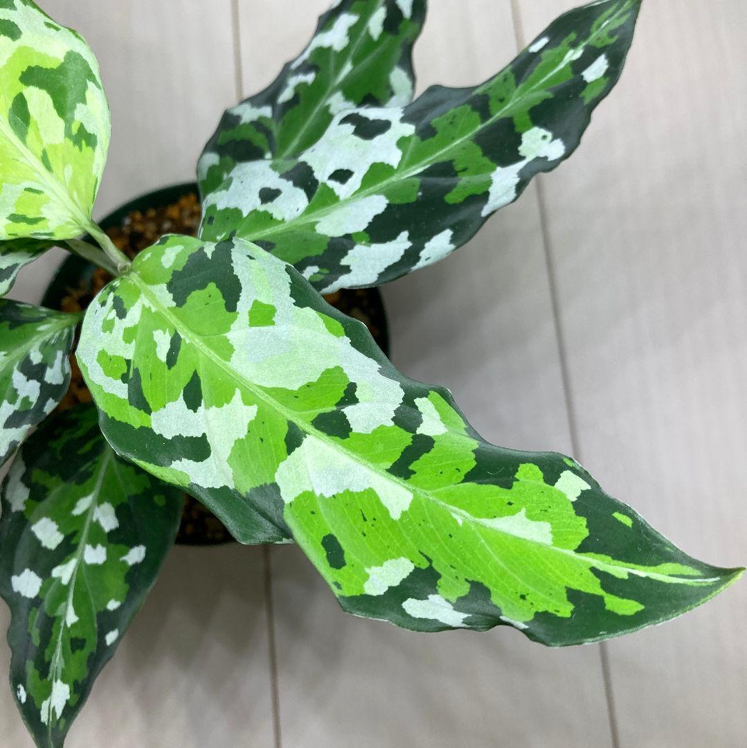 アグラオネマ　ピクタム　アンダマン　[ID便]