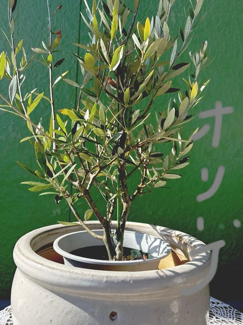 オリーブの木と植木鉢（陶器の植木鉢は売り物ではございません。）