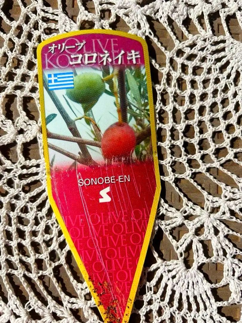 オリーブの木と植木鉢（陶器の植木鉢は売り物ではございません。）