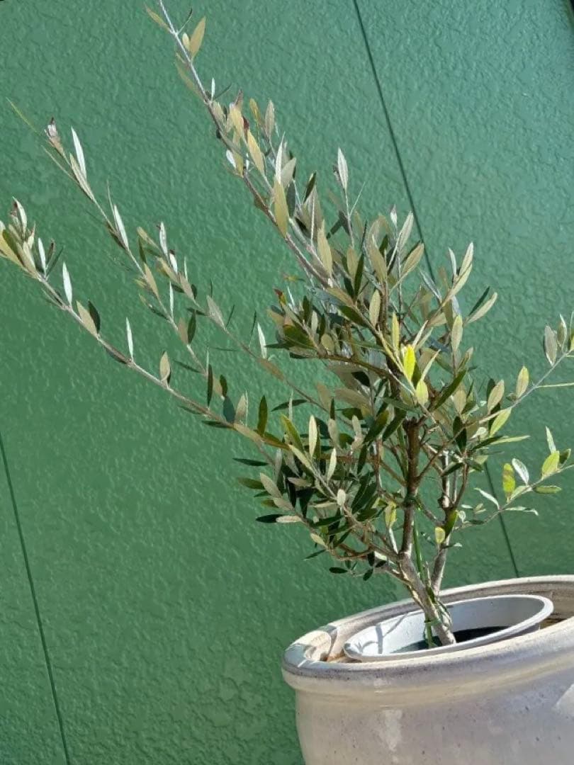 オリーブの木と植木鉢（陶器の植木鉢は売り物ではございません。）