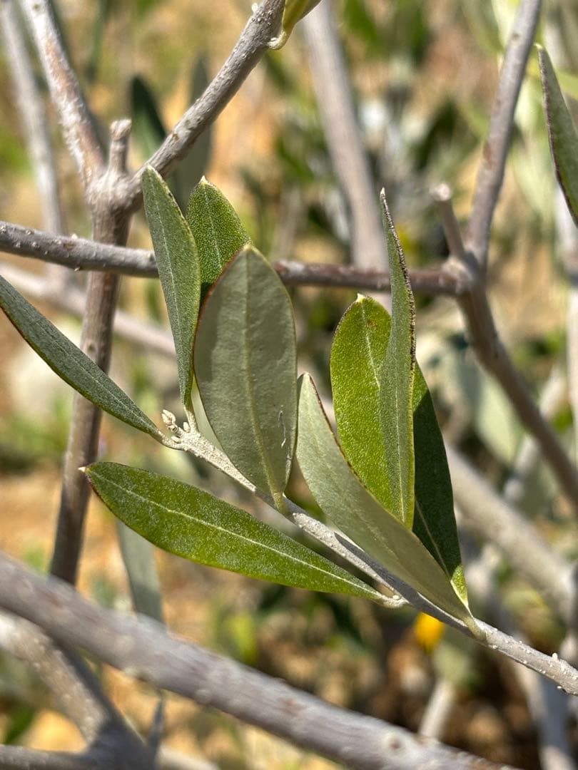 オリーブの木と植木鉢（陶器の植木鉢は売り物ではございません。）