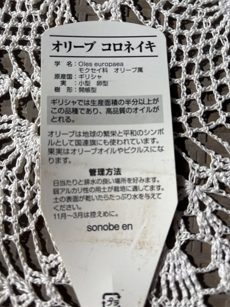 オリーブの木と植木鉢（陶器の植木鉢は売り物ではございません。）