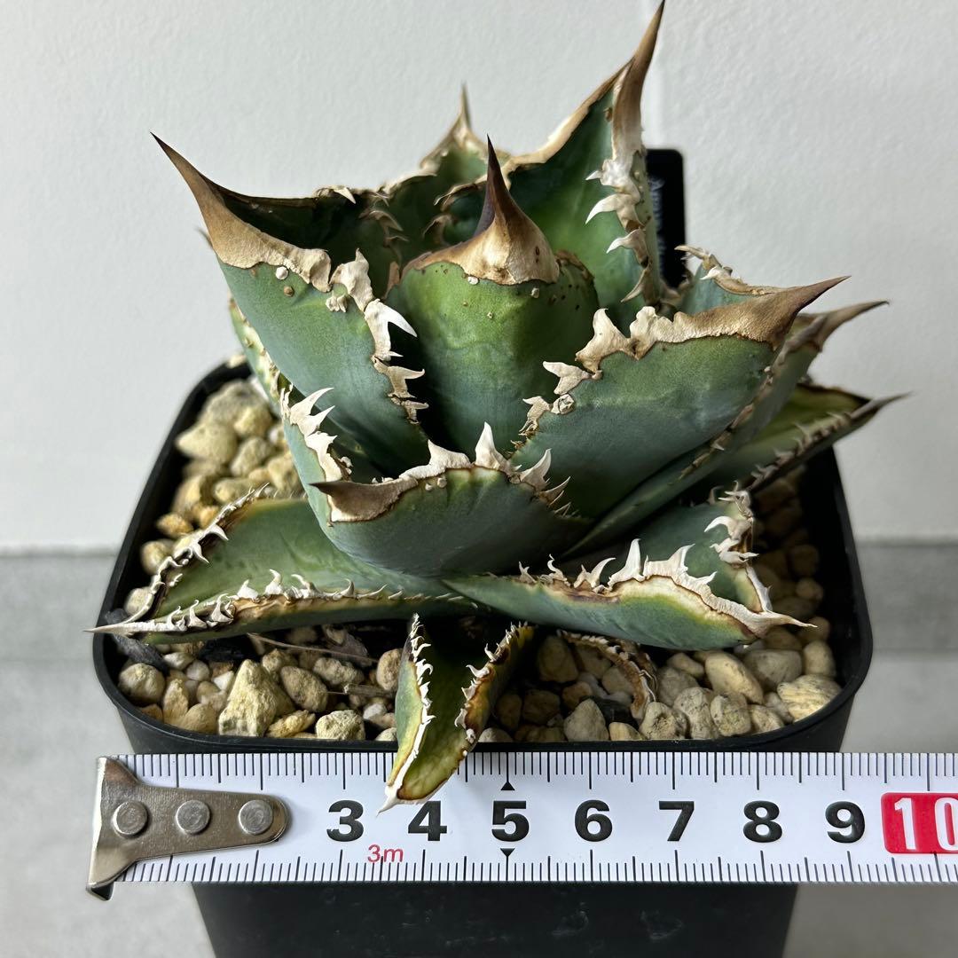 【最終値下げ】 チタノタ スタッズ系 14株以上セット 検) オテロイ、ブツブツ