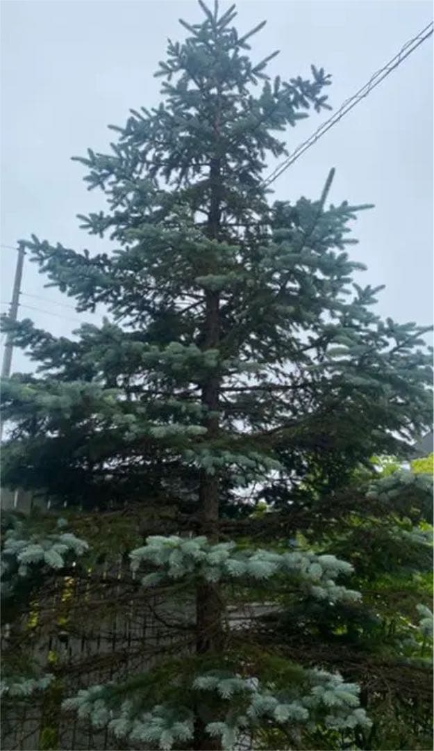 希少　プンゲンストウヒ　ホプシー