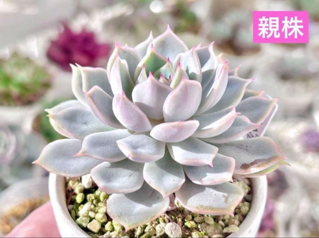 【レア】チームベル(3頭)