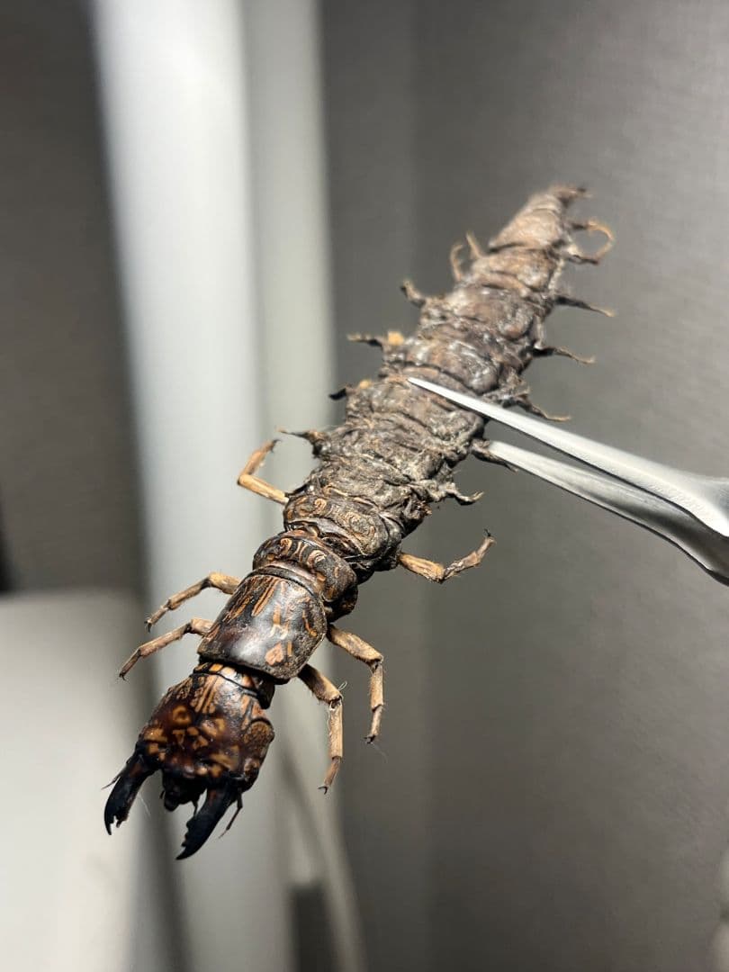 【模様綺麗】オオキバヘビトンボ ウスバカゲロウ蜻蛉トンボ　標本