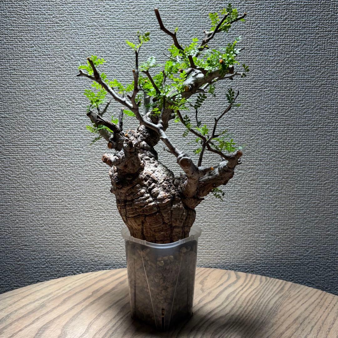 オペルクリカリア パキプス①