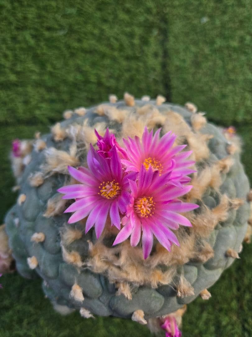 銀冠玉　実生　サボテン