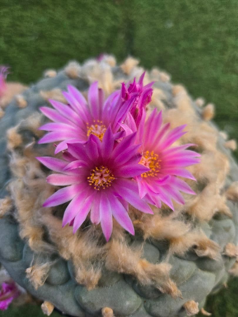 銀冠玉　実生　サボテン