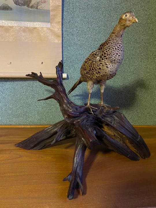 流木（雉子剥製付き）