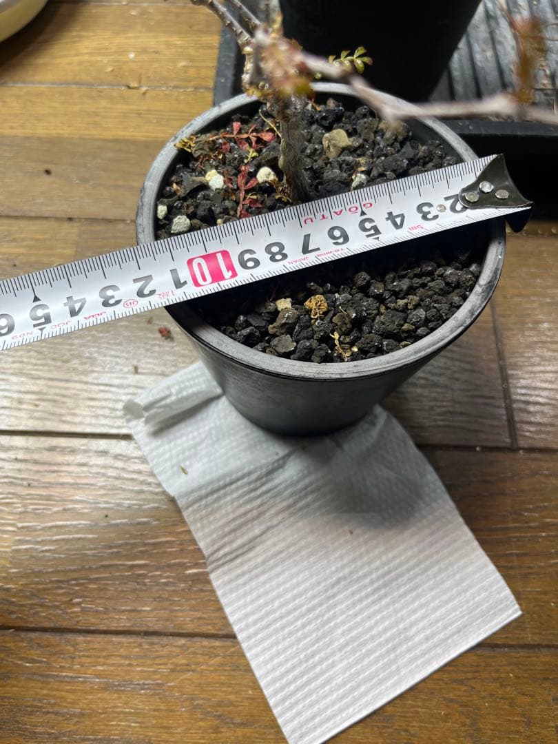 塊根植物　コーデックス　オペルクリカリア　パキプス　実生　6年経過