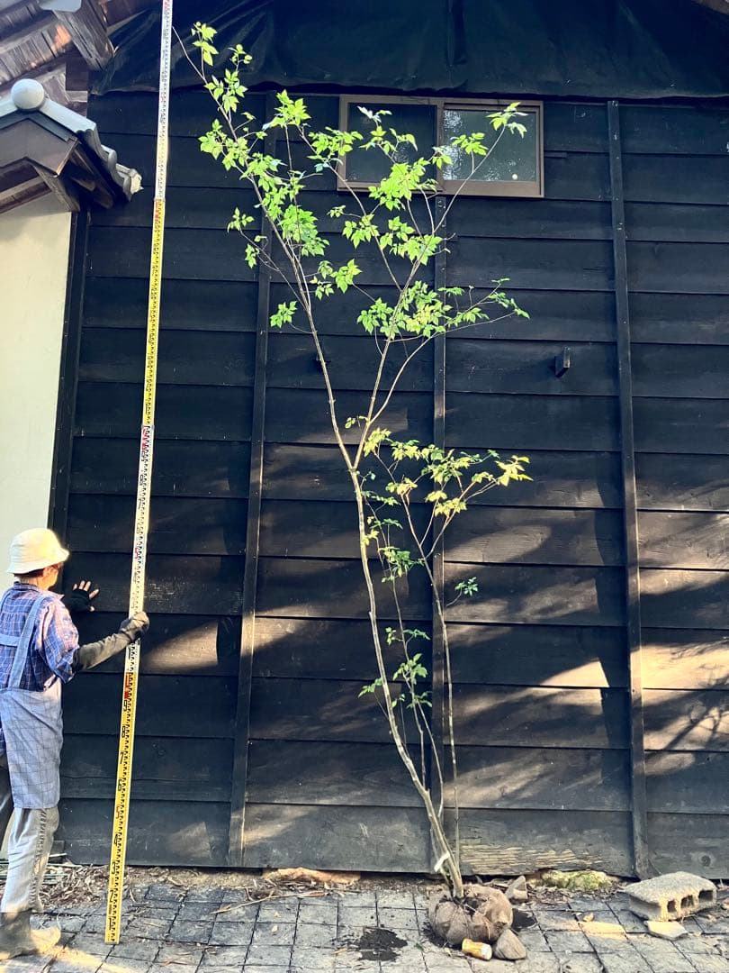 60 山採り　アオダモ