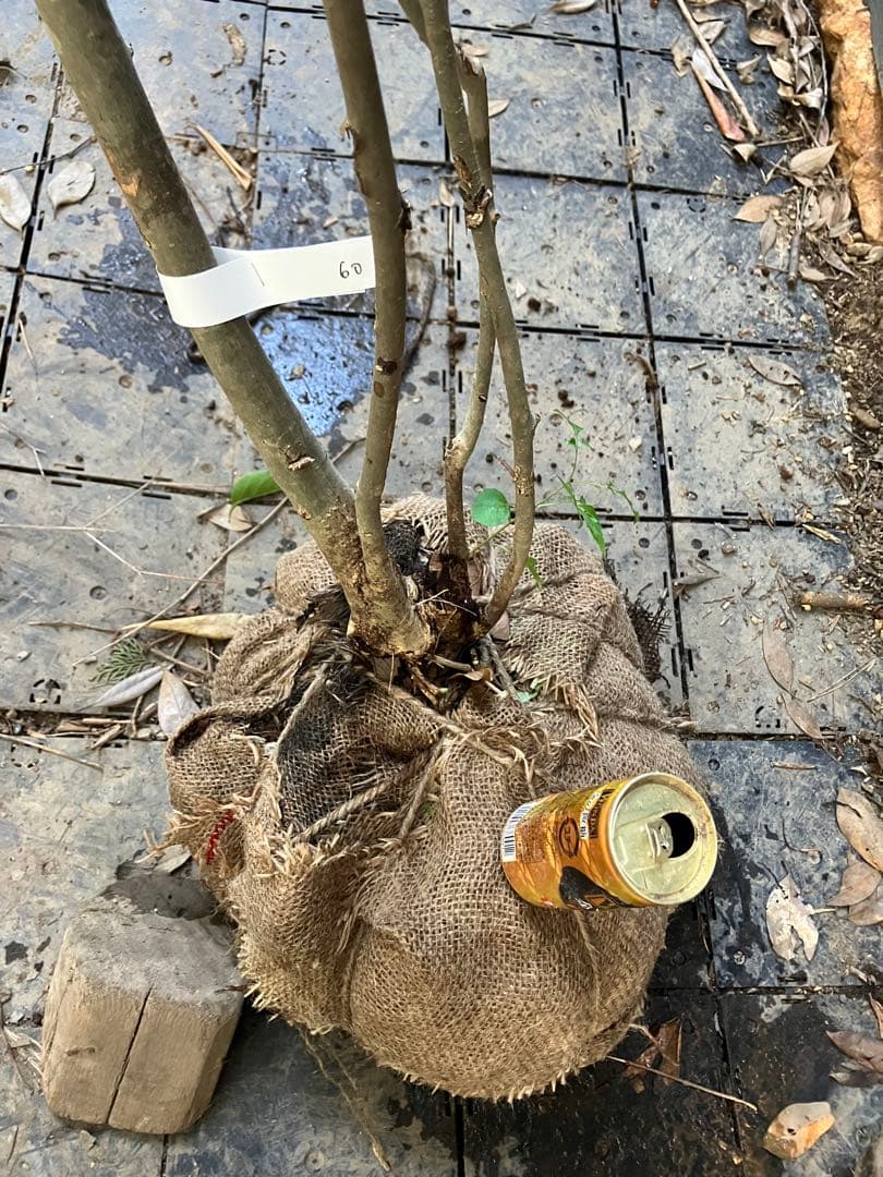 60 山採り　アオダモ