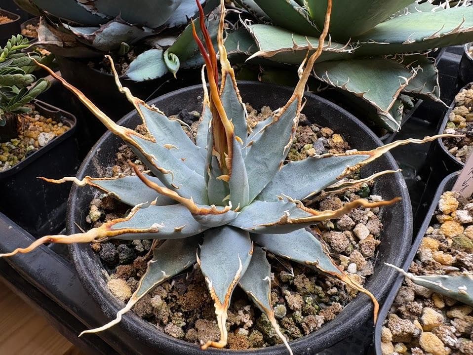 3 アガベ ユタエンシス　エボリスピナ　実生選抜　コレクション株