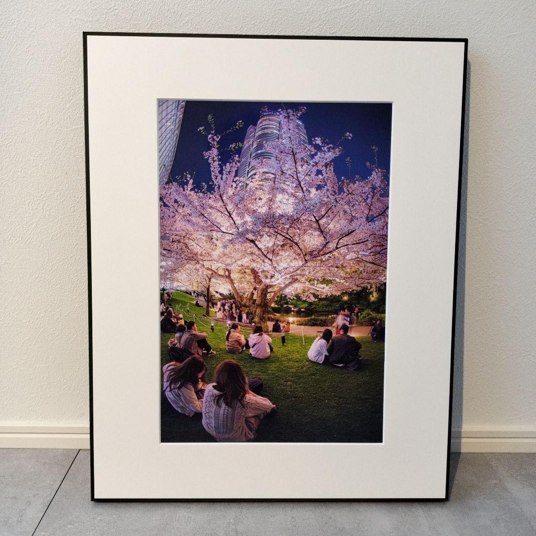 夜桜 写真作品 額装 アートパネル 春 都会 夜景 インテリア