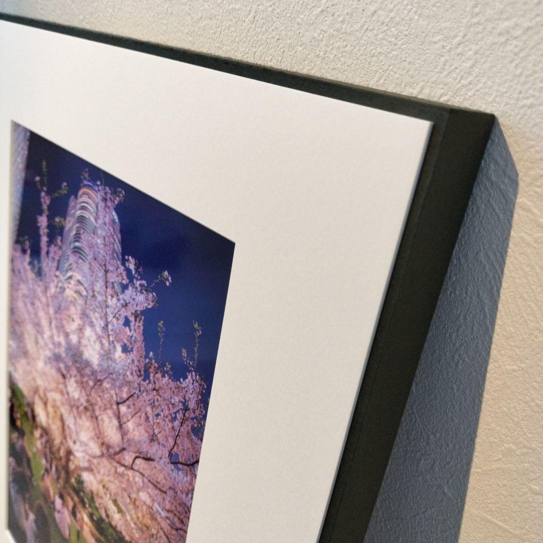夜桜 写真作品 額装 アートパネル 春 都会 夜景 インテリア