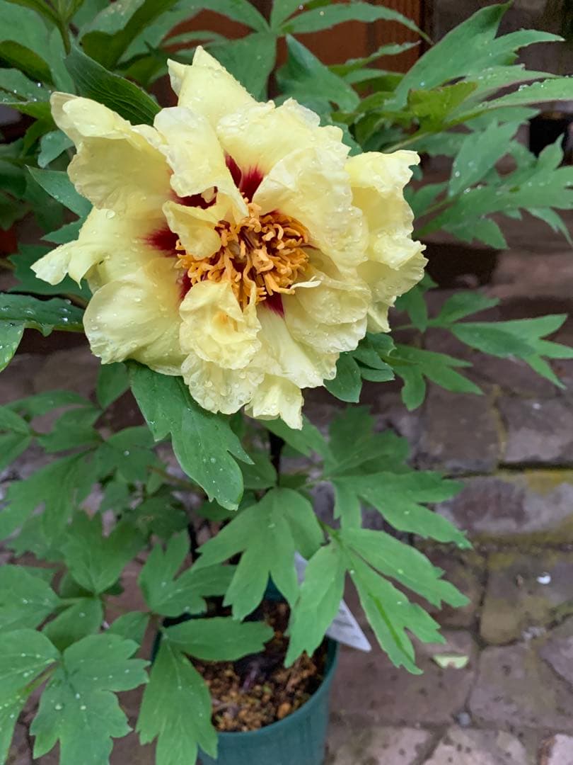 ボタン ゴールデンアイルズ 鉢ごと発送