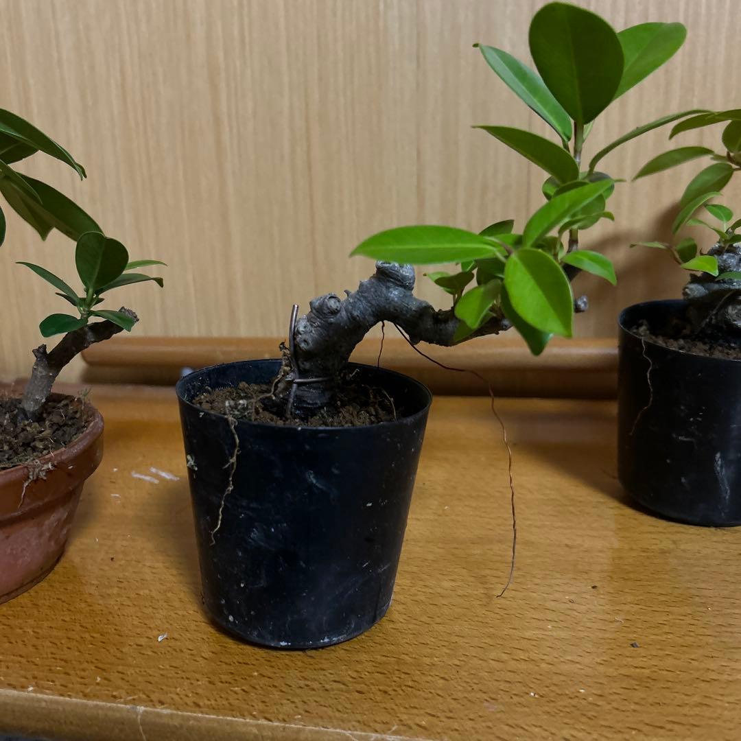 ガジュマル盆栽3本セット