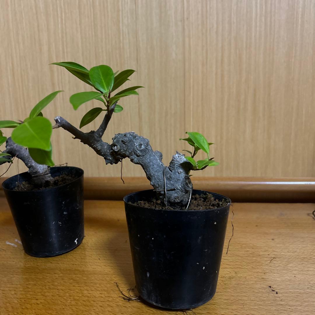 ガジュマル盆栽3本セット