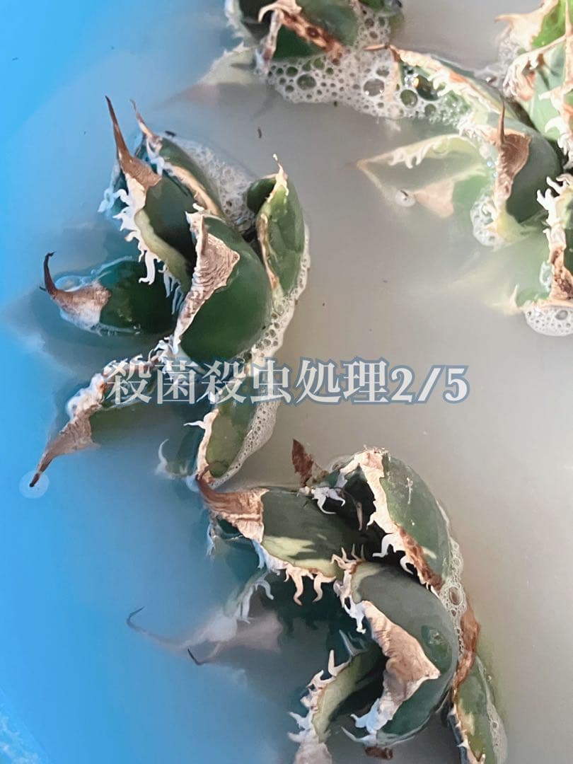 【速達】①特大　子株付き　特選　太棘　アガべ　SAD錦　覆輪斑　TC