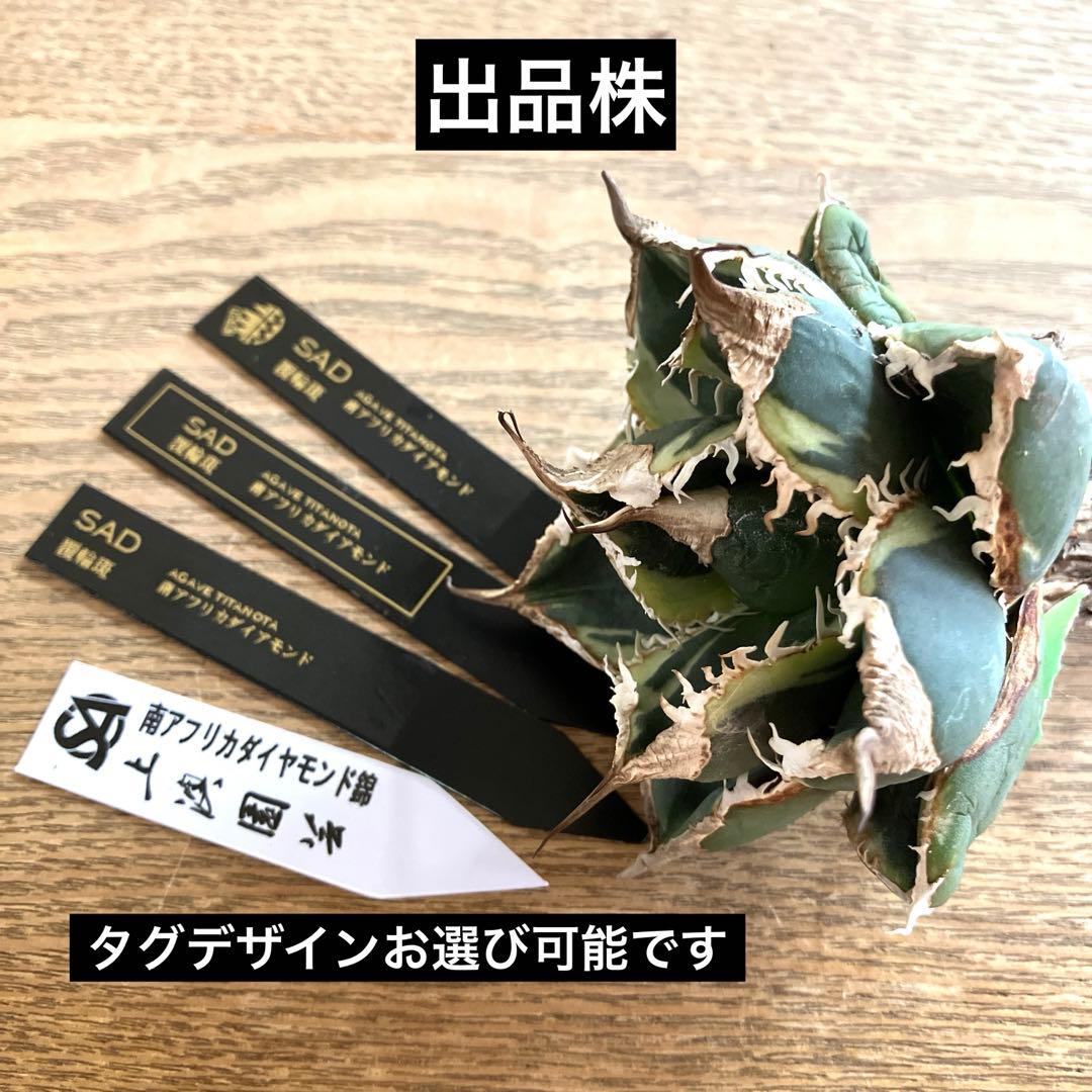 【速達】①特大　子株付き　特選　太棘　アガべ　SAD錦　覆輪斑　TC