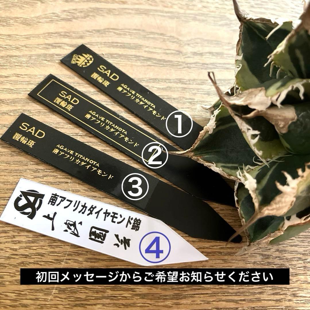 【速達】①特大　子株付き　特選　太棘　アガべ　SAD錦　覆輪斑　TC
