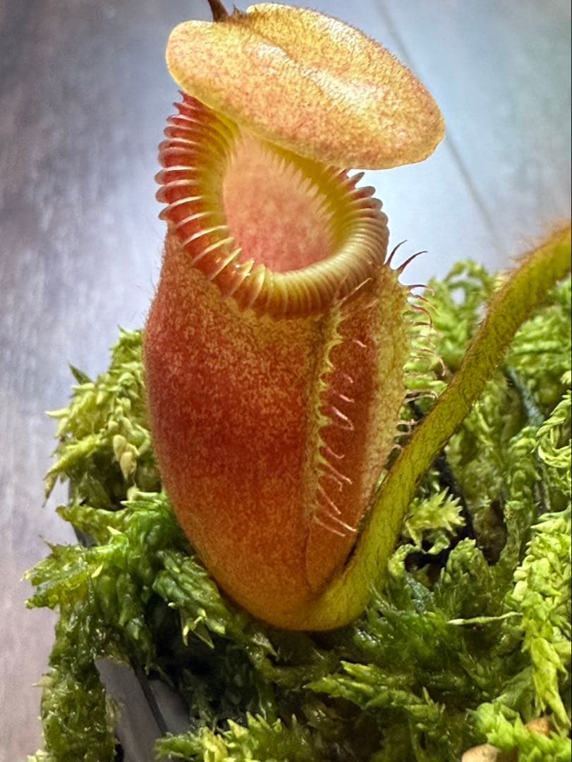 食虫植物N. villosa Kinabalu WP (ネペンテス　ビロサ)