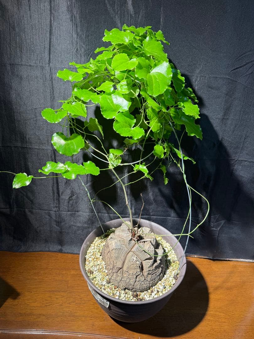 亀甲竜　2株セット