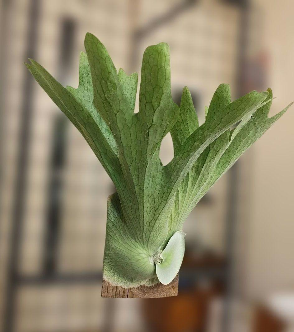 P.holttumii 現品